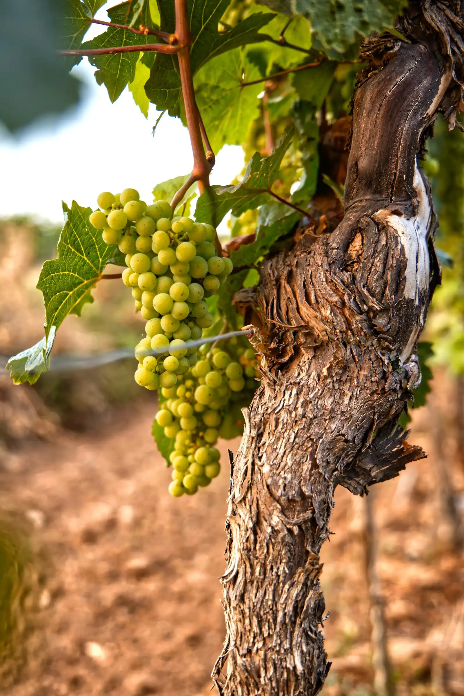 White grape bunches hanging from an old vine trunk