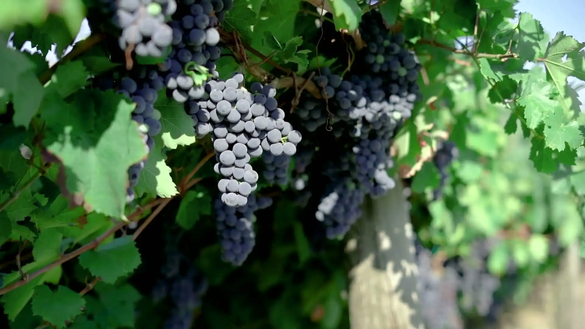 Grapevines in a row, then dark pinot noir bunches close up