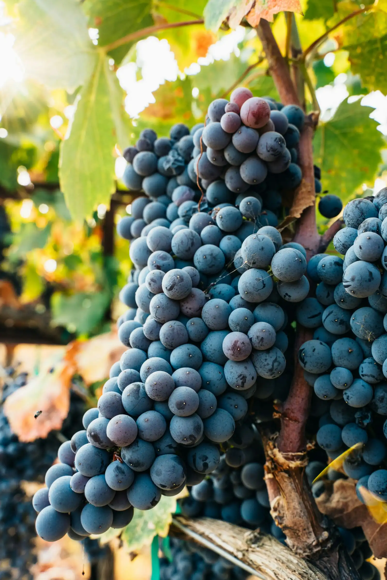 Dark bunches of pinot noir on the vine