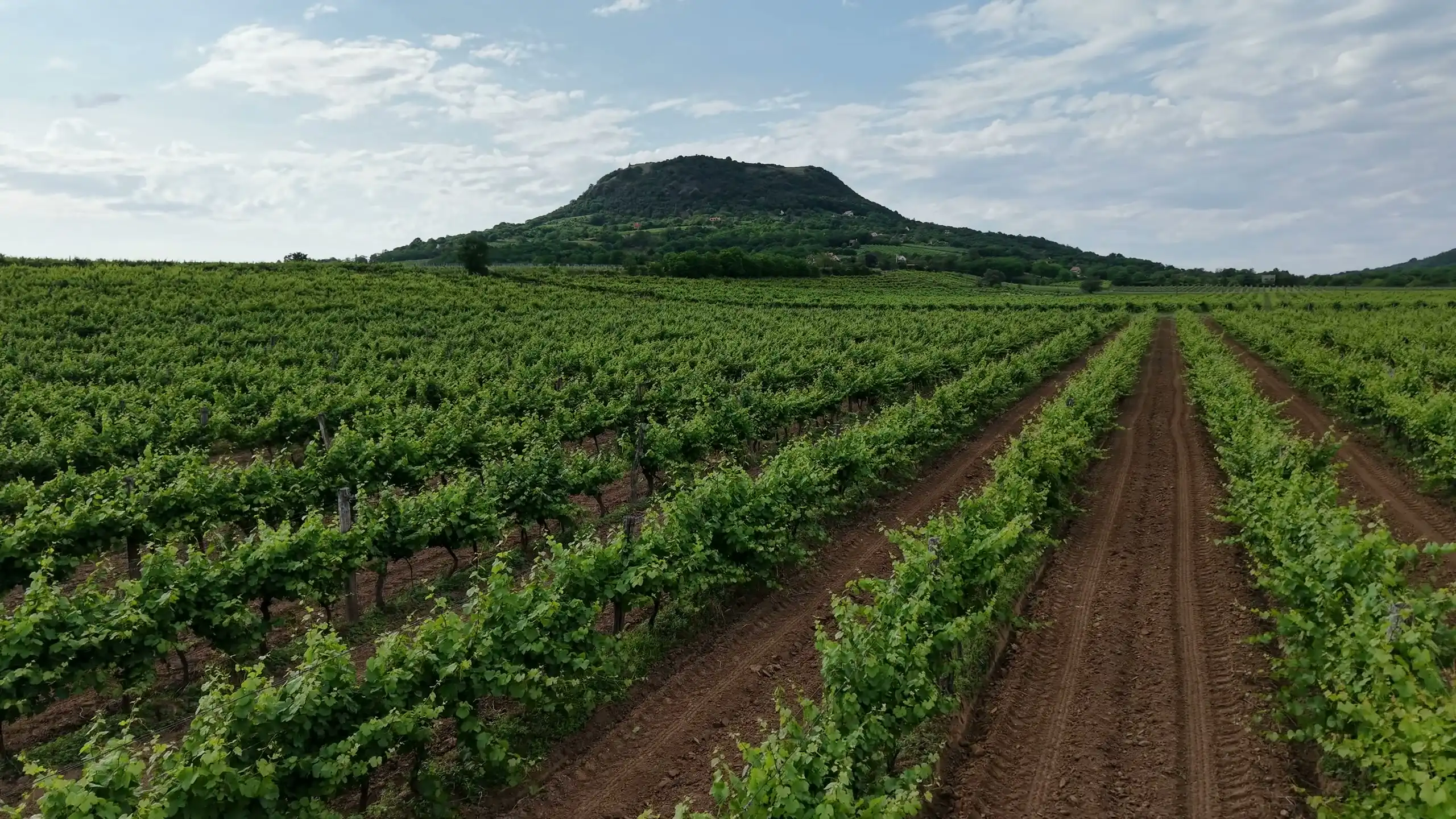 Aerial view over vine rows climbing towards a wooded hill