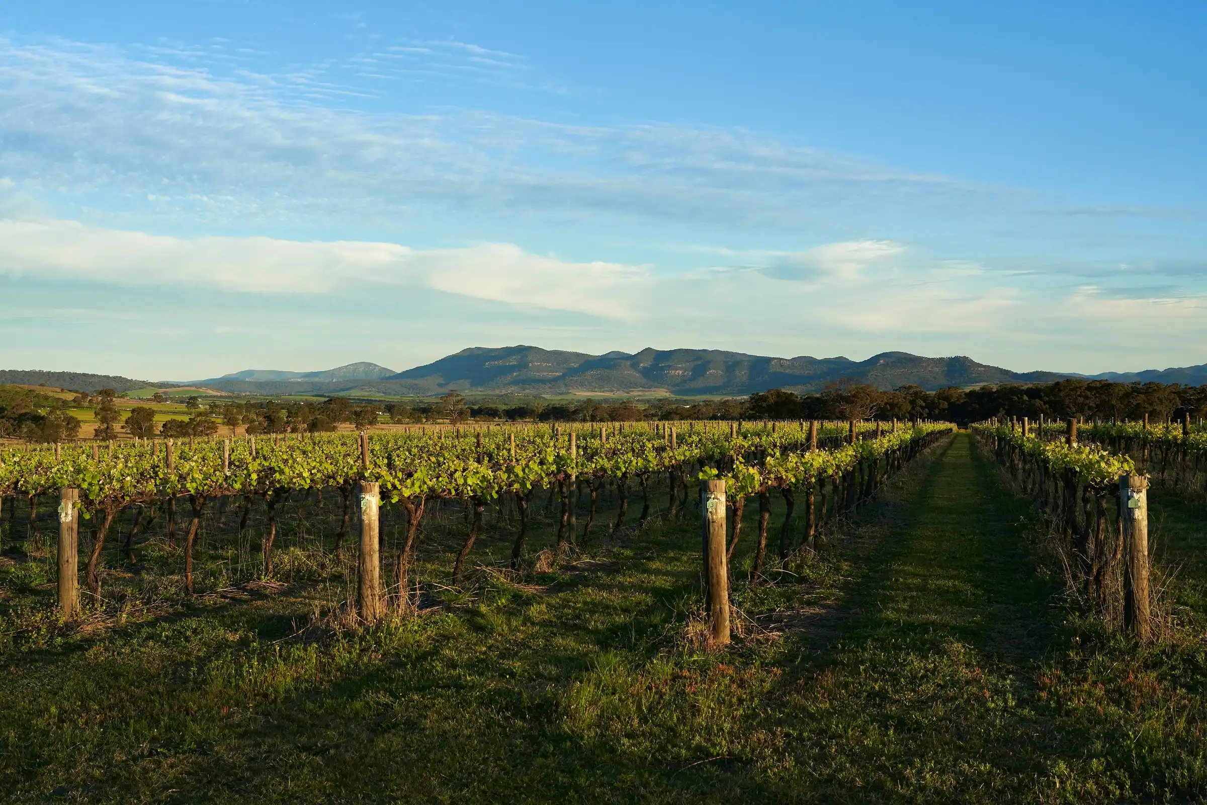 Rows of vines running towards a blue ridge under a clear sky in Pokolbin