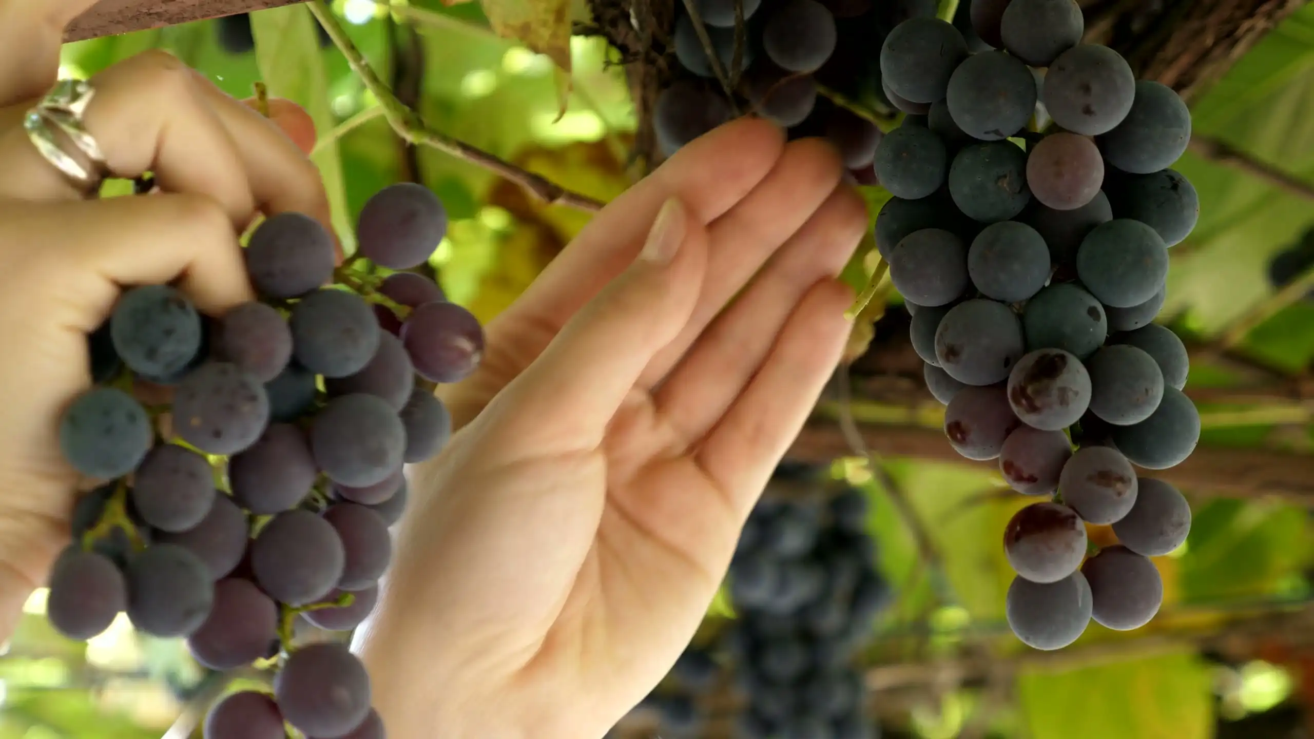 A hand cutting a bunch of grapes from the vine