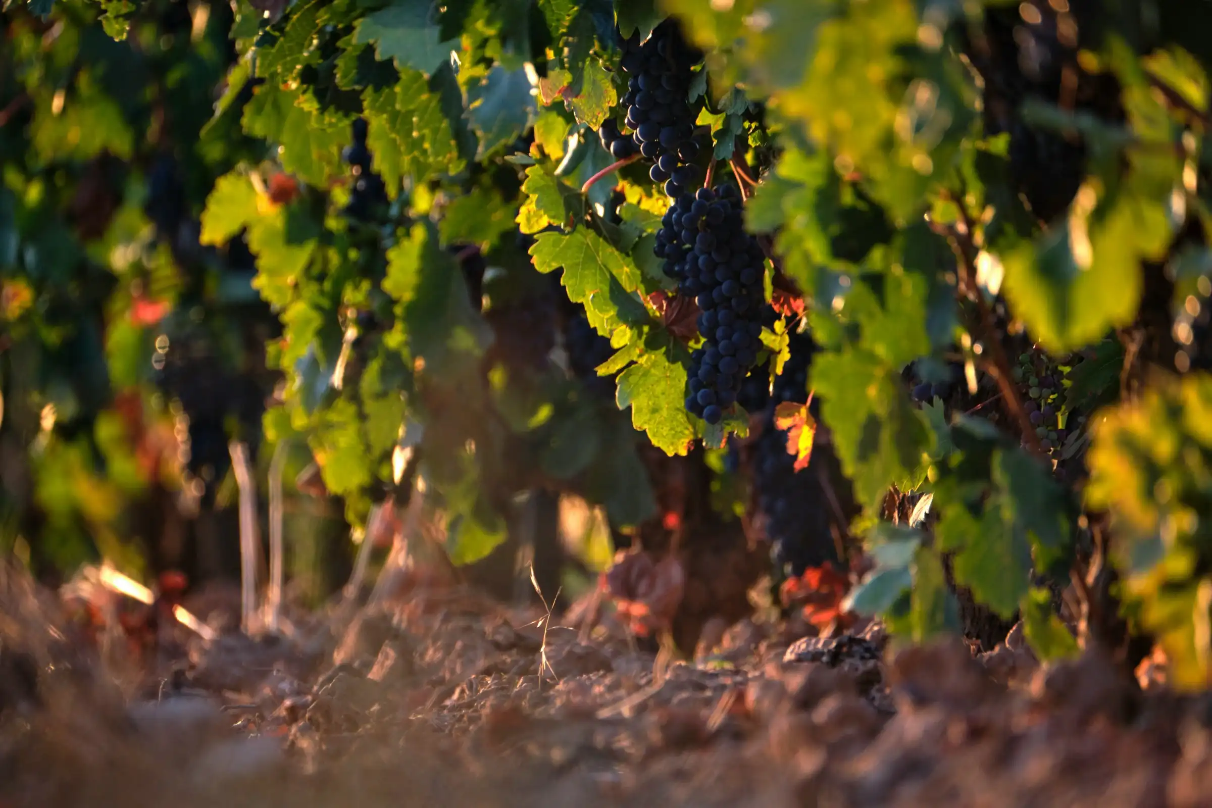 Dark pinot noir bunches hanging in the vine canopy