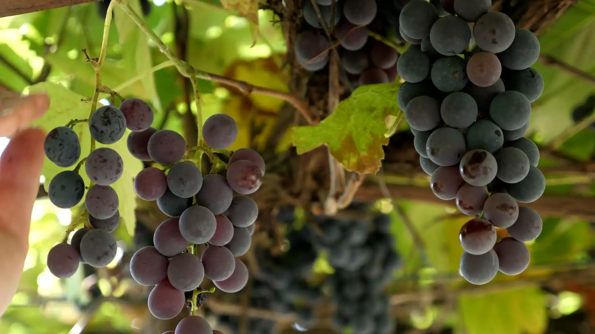 Hands picking grapes, green bunches on the vine, barrels in a dark cellar and a bottle being opened
